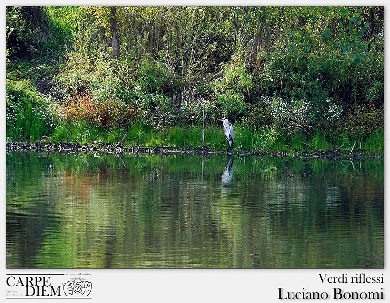 Verdi riflessi.jpg
